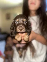 Coco puff , a female Miniature Dachshund for sale in Hanford, CA – 2 of 2