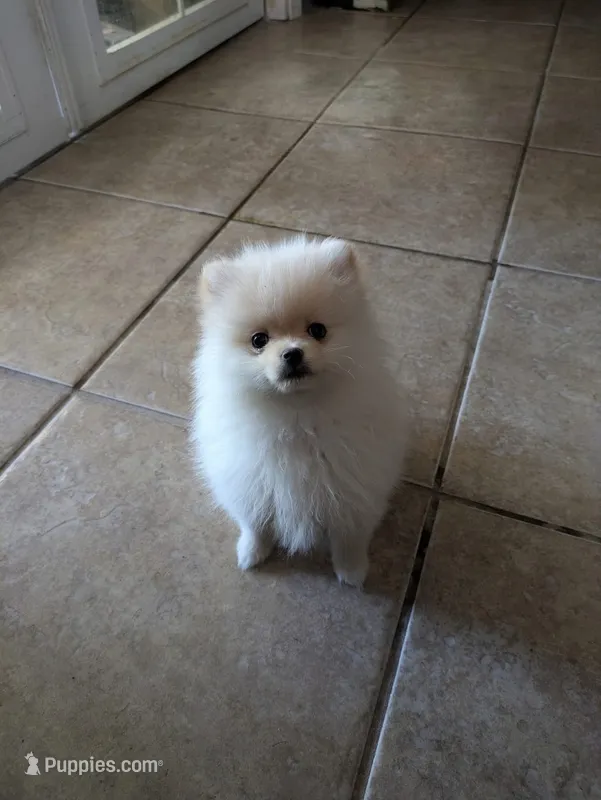 Snow – Pomeranian puppy for sale in Hanford, CA