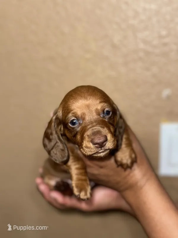 Snickers  – Miniature Dachshund puppy for sale in Hanford, CA