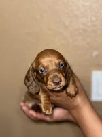 Snickers , a female Miniature Dachshund for sale in Hanford, CA – 1 of 2
