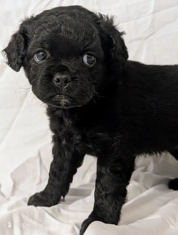 Coalie  – French Bulldog, Labradoodle puppy for sale in Salt Lake City, UT
