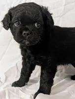 Coalie , a female French Bulldog and Labradoodle for sale in Salt Lake City, UT – 1 of 10