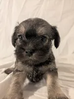 Sandy, a male French Bulldog and Labradoodle for sale in Salt Lake City, UT – 8 of 10