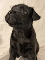 Pebbles, a male French Bulldog and Labradoodle for sale in Salt Lake City, UT – 6 of 10