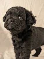 Coalie , a female French Bulldog and Labradoodle for sale in Salt Lake City, UT – 9 of 10