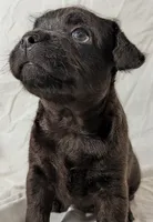 Pebbles, a male French Bulldog and Labradoodle for sale in Salt Lake City, UT – 5 of 10