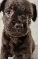 Pebbles, a male French Bulldog and Labradoodle for sale in Salt Lake City, UT – 4 of 10
