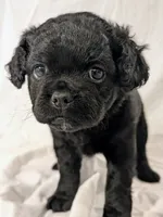 Coalie , a female French Bulldog and Labradoodle for sale in Salt Lake City, UT – 2 of 10