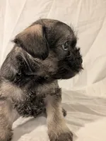 Sandy, a male French Bulldog and Labradoodle for sale in Salt Lake City, UT – 5 of 10