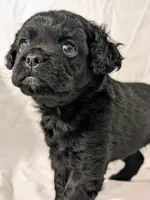 Coalie , a female French Bulldog and Labradoodle for sale in Salt Lake City, UT – 7 of 10