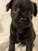 Pebbles, a male French Bulldog and Labradoodle for sale in Salt Lake City, UT – 9 of 10