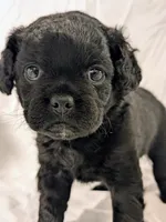 Coalie , a female French Bulldog and Labradoodle for sale in Salt Lake City, UT – 6 of 10