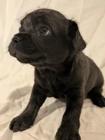 Pebbles, a male French Bulldog and Labradoodle for sale in Salt Lake City, UT – 10 of 10