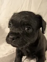 Pebbles, a male French Bulldog and Labradoodle for sale in Salt Lake City, UT – 7 of 10