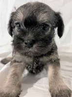 Sandy, a male French Bulldog and Labradoodle for sale in Salt Lake City, UT – 3 of 10