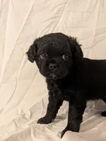 Coalie , a female French Bulldog and Labradoodle for sale in Salt Lake City, UT – 8 of 10