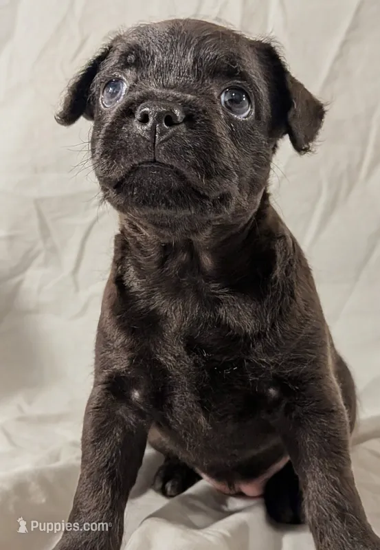 Pebbles – French Bulldog, Labradoodle puppy for sale in Salt Lake City, UT