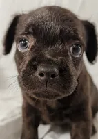 Pebbles, a male French Bulldog and Labradoodle for sale in Salt Lake City, UT – 2 of 10