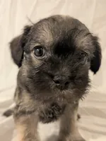 Sandy, a male French Bulldog and Labradoodle for sale in Salt Lake City, UT – 7 of 10