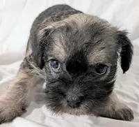 Sandy, a male French Bulldog and Labradoodle for sale in Salt Lake City, UT – 4 of 10