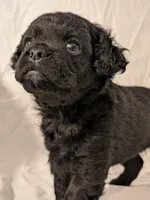 Coalie , a female French Bulldog and Labradoodle for sale in Salt Lake City, UT – 10 of 10