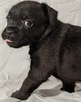 Pebbles, a male French Bulldog and Labradoodle for sale in Salt Lake City, UT – 3 of 10