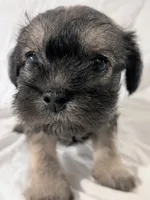Sandy, a male French Bulldog and Labradoodle for sale in Salt Lake City, UT – 1 of 10