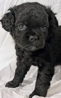 Coalie , a female French Bulldog and Labradoodle for sale in Salt Lake City, UT – 3 of 10