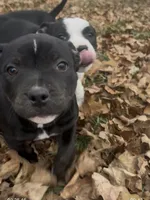 processed/985f26cc-3009-4e87-b93a-20b3a1330340/listing/2a43b0b4-fe9e-479b-b132-9120350f923e/33b87de8-fb86-4157-9d02-d224e52fd3c9