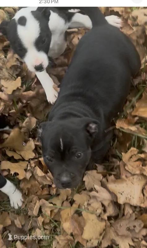 AKC Champion bloodline- Onyx