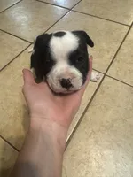 processed/985f26cc-3009-4e87-b93a-20b3a1330340/listing/75b3c91c-6e7e-4fa9-a41d-48b61f7469ef/56ae9a3f-dc32-434c-ae07-960f43693777