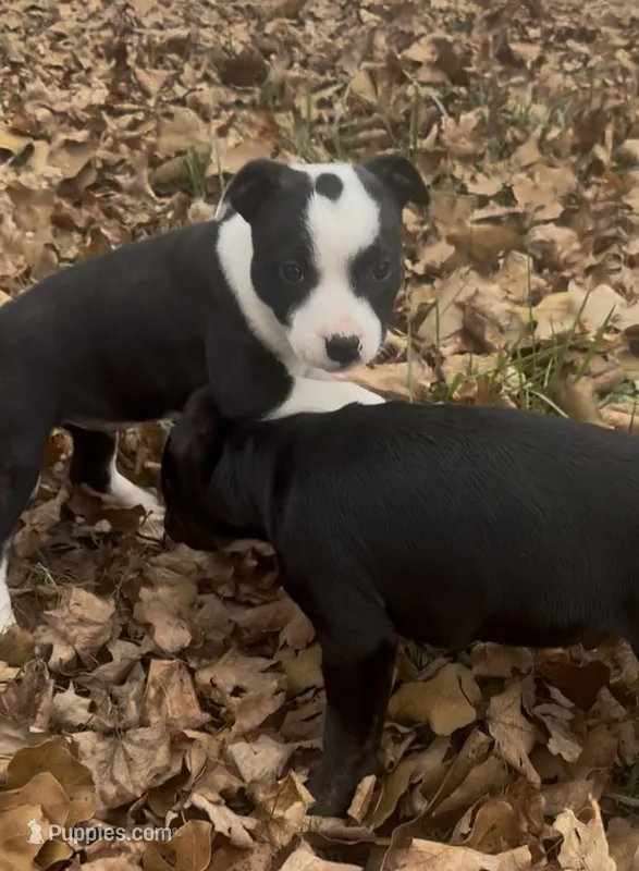 AKC Champion bloodline -Dottie