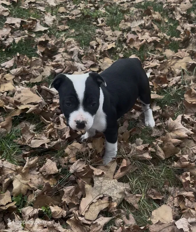 AKC- Champion bloodline- Raven