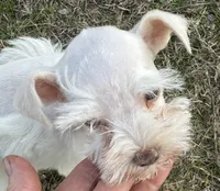 Finn, a male Miniature Schnauzer for sale in Ward, AR – Photo 5 of 7