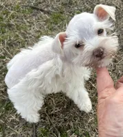 Finn, a male Miniature Schnauzer for sale in Ward, AR – Photo 4 of 7