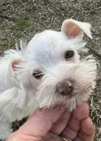 Finn, a male Miniature Schnauzer for sale in Ward, AR – Photo 2 of 7