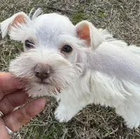Finn, a male Miniature Schnauzer for sale in Ward, AR – Photo 3 of 7