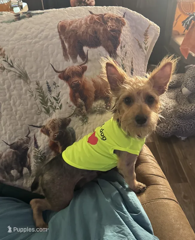 Benji – Yorkshire Terrier puppy for sale in Ward, AR