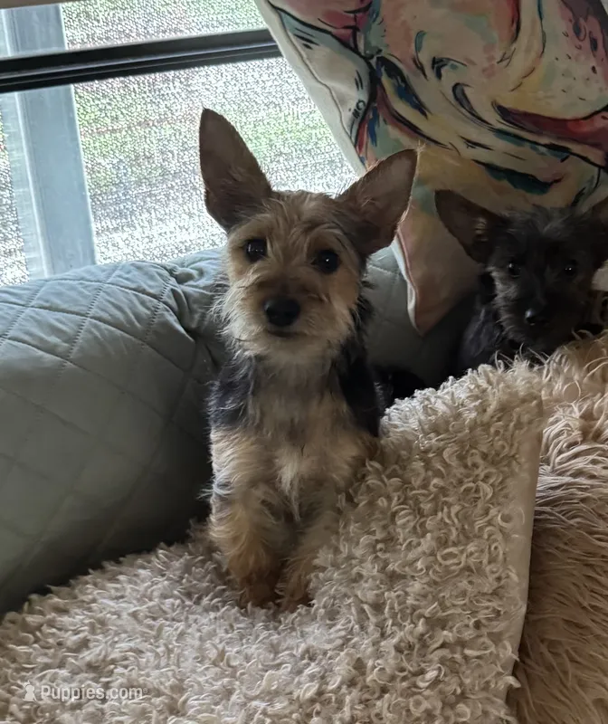 Benji – Yorkshire Terrier puppy for sale in Ward, AR
