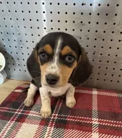 Rascal, a male Beagle for sale in Ward, AR – Photo 1 of 4