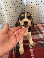 Rascal, a male Beagle for sale in Ward, AR – Photo 4 of 4