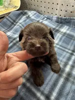 Hershey, a male Miniature Schnauzer for sale in Ward, AR – Photo 3 of 5