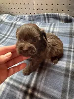 Hershey, a male Miniature Schnauzer for sale in Ward, AR – Photo 5 of 5