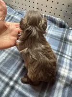 Hershey, a male Miniature Schnauzer for sale in Ward, AR – Photo 4 of 5