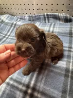 Hershey, a male Miniature Schnauzer for sale in Ward, AR – Photo 1 of 5