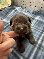 Hershey, a male Miniature Schnauzer for sale in Ward, AR – Photo 2 of 5