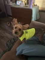 Benji, a male Yorkshire Terrier for sale in Ward, AR – 2 of 7