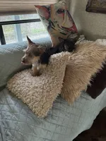 Benji, a male Yorkshire Terrier for sale in Ward, AR – 4 of 4