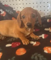 Lacey, a female Miniature Dachshund for sale in Ward, AR – Photo 5 of 5