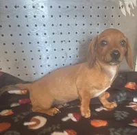 Lacey, a female Miniature Dachshund for sale in Ward, AR – Photo 3 of 5
